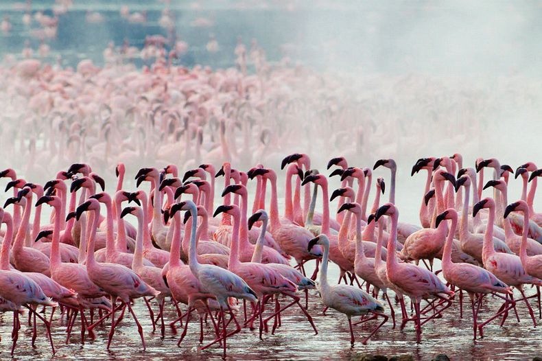 Lake Nakuru Flamingos: Discover the Stunning Nakuru County Wildlife