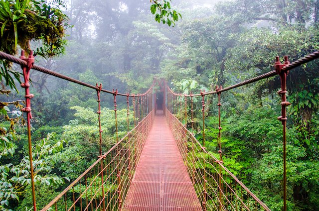 Monteverde Cloud Forest in Puntarenas Province: Discover Costa Rica's Green Paradise