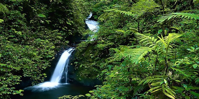 Monteverde Cloud Forest in Puntarenas Province: Discover Costa Rica's Green Paradise