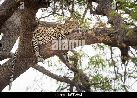 Ruaha National Park Tanzania - Explore the Wilds of Iringa Region