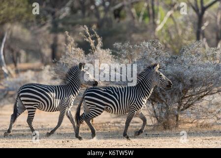 Selous Game Reserve Morogoro Region: Ultimate Guide to East Africa's Largest Wildlife Sanctuary