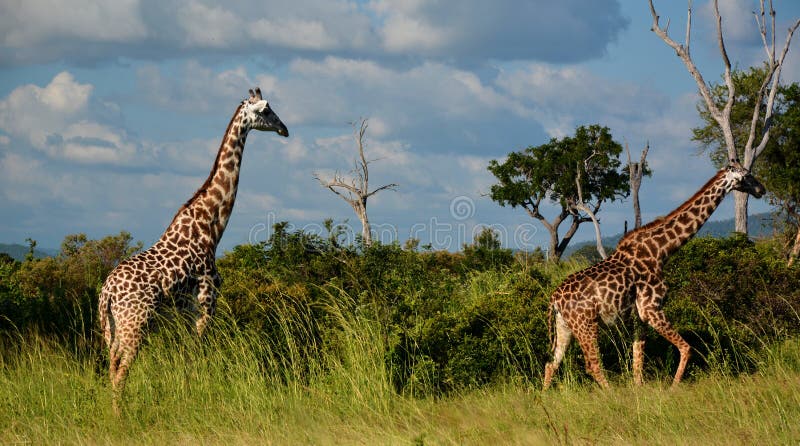 Selous Game Reserve Morogoro Region: Ultimate Guide to East Africa's Largest Wildlife Sanctuary