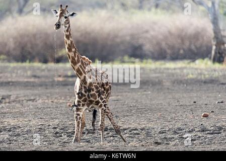 Selous Game Reserve Morogoro Region: Ultimate Guide to East Africa's Largest Wildlife Sanctuary