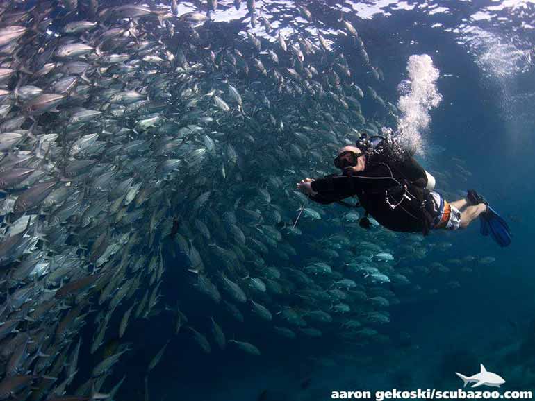 Sipadan Island Diving Sabah: Top Destination for Unforgettable Underwater Adventures