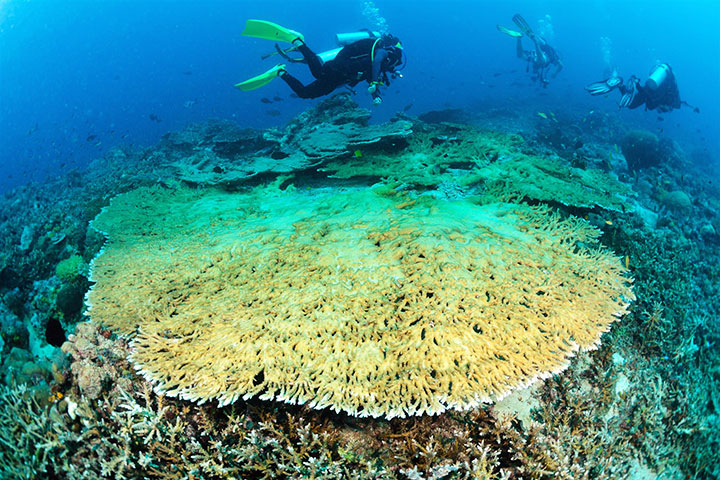 Sipadan Island Diving Sabah: Top Destination for Unforgettable Underwater Adventures