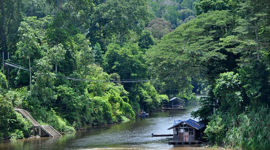Taman Negara National Park Pahang: Ultimate Guide to Malaysia's Iconic Wilderness